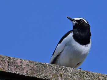 Japanese Wagtail 布目ダム Sat, 4/13/2024