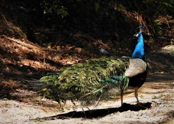 Indian Peafowl 雨引観音 Sat, 4/13/2024