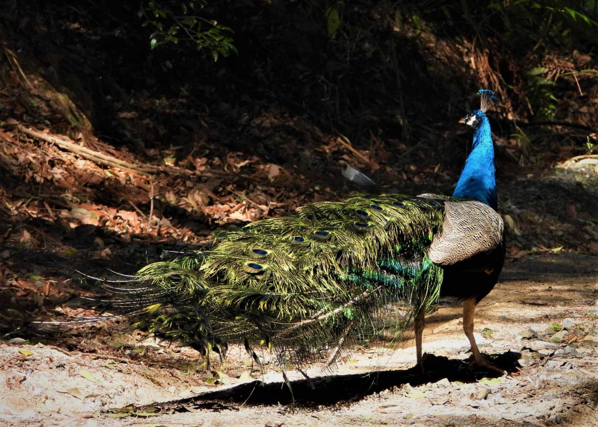 Photo of Indian Peafowl at 雨引観音 by まつげ