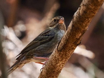 Grey Bunting Saitama Prefecture Forest Park Wed, 4/10/2024