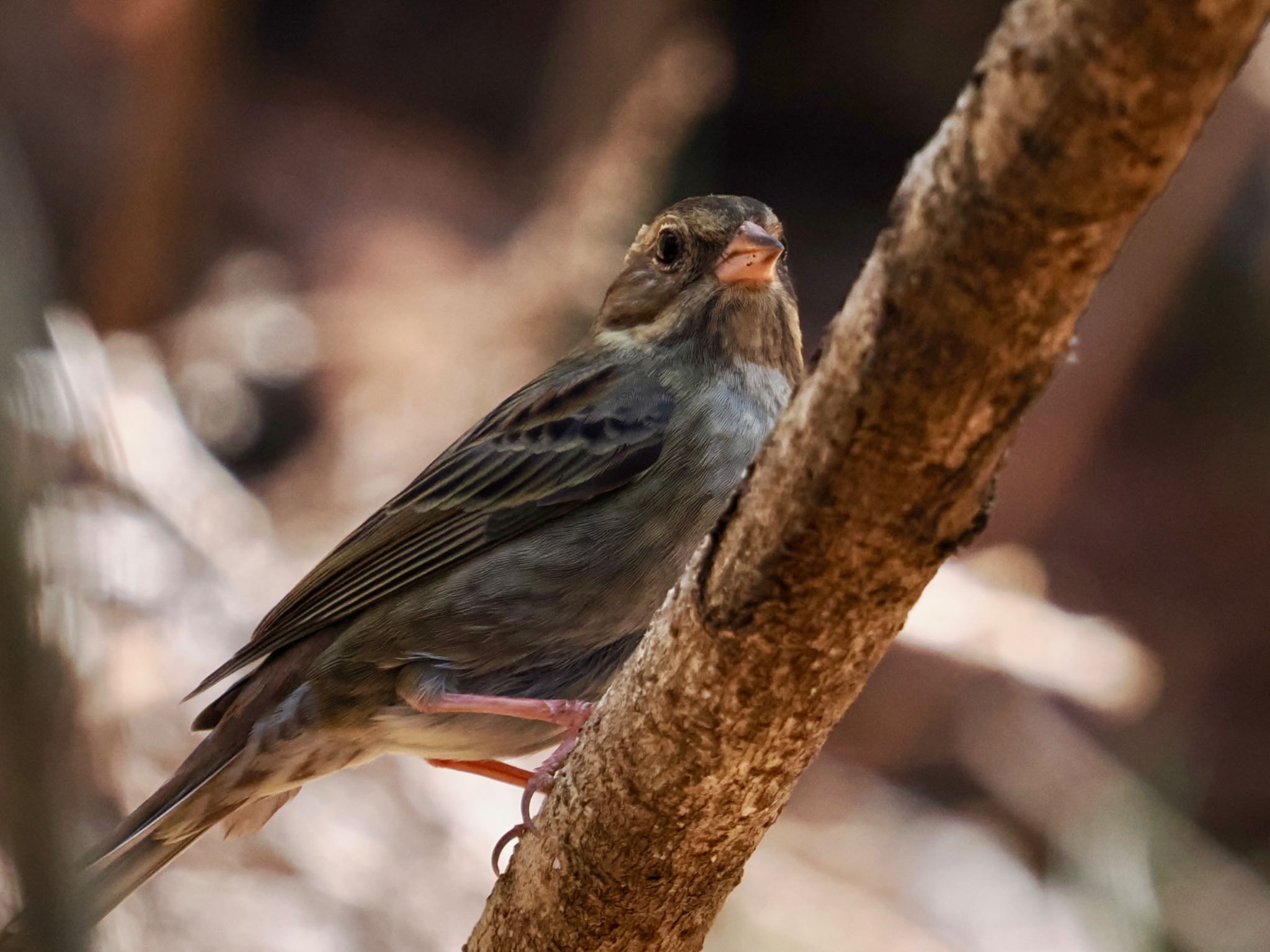 Grey Bunting