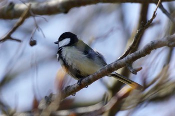 Japanese Tit 恵庭市;北海道 Sat, 4/13/2024