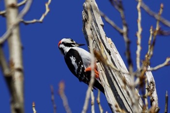 Great Spotted Woodpecker 恵庭市;北海道 Sat, 4/13/2024