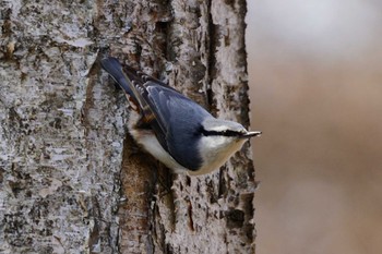 Eurasian Nuthatch 恵庭市;北海道 Sat, 4/13/2024