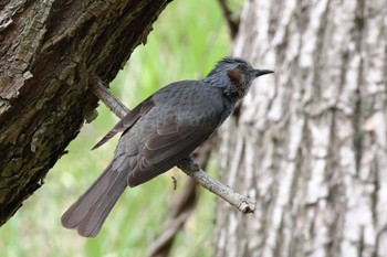 Brown-eared Bulbul 平谷川 Sun, 4/7/2024