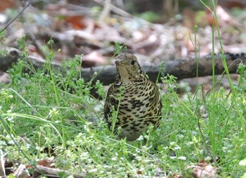 White's Thrush 多摩地区 Wed, 4/10/2024