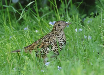 White's Thrush 多摩地区 Wed, 4/10/2024