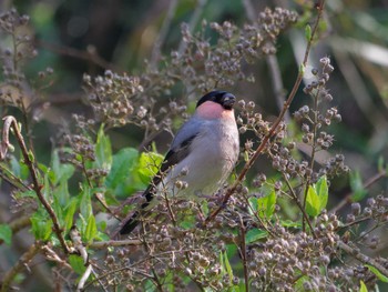 Eurasian Bullfinch 氷取沢市民の森 Sat, 4/13/2024