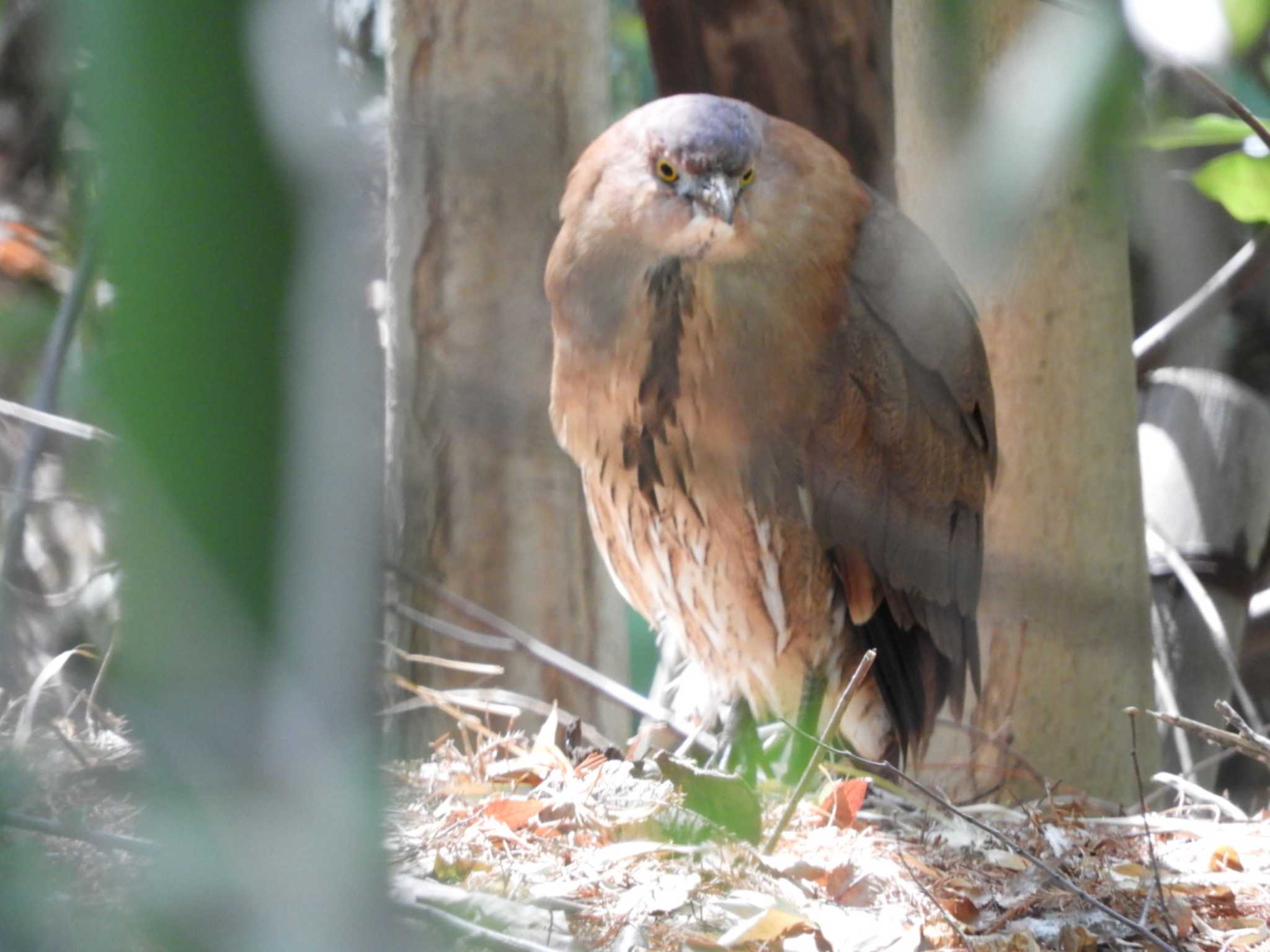 Photo of Japanese Night Heron at Ukima Park by くくる