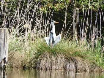 Grey Heron Ukima Park Sat, 4/13/2024