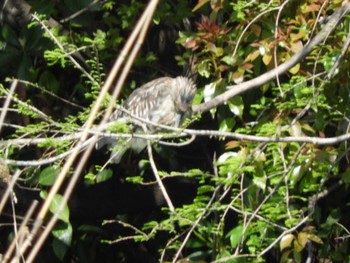 Black-crowned Night Heron Ukima Park Sat, 4/13/2024