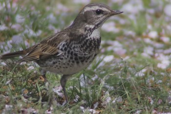 2024年4月13日(土) 岡山後楽園の野鳥観察記録