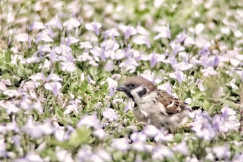 Eurasian Tree Sparrow 岡山後楽園 Sat, 4/13/2024