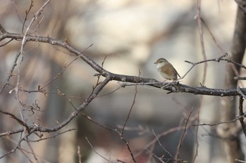 Japanese Bush Warbler 北海道 函館市 東山 Sat, 4/13/2024