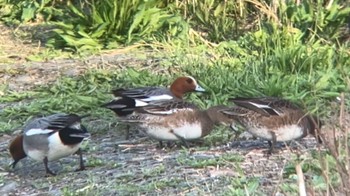 Eurasian Wigeon 多摩川河川敷 Unknown Date