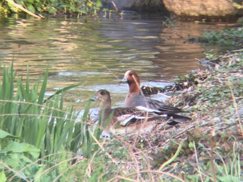 Eurasian Wigeon 多摩川河川敷 Sat, 4/13/2024