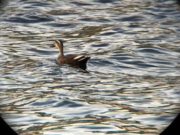 Eastern Spot-billed Duck 多摩川河川敷 Sat, 4/13/2024