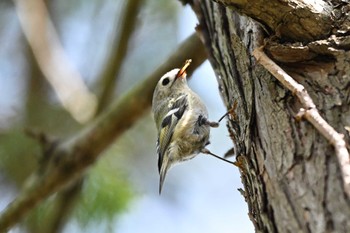 Goldcrest Kitamoto Nature Observation Park Sat, 3/30/2024