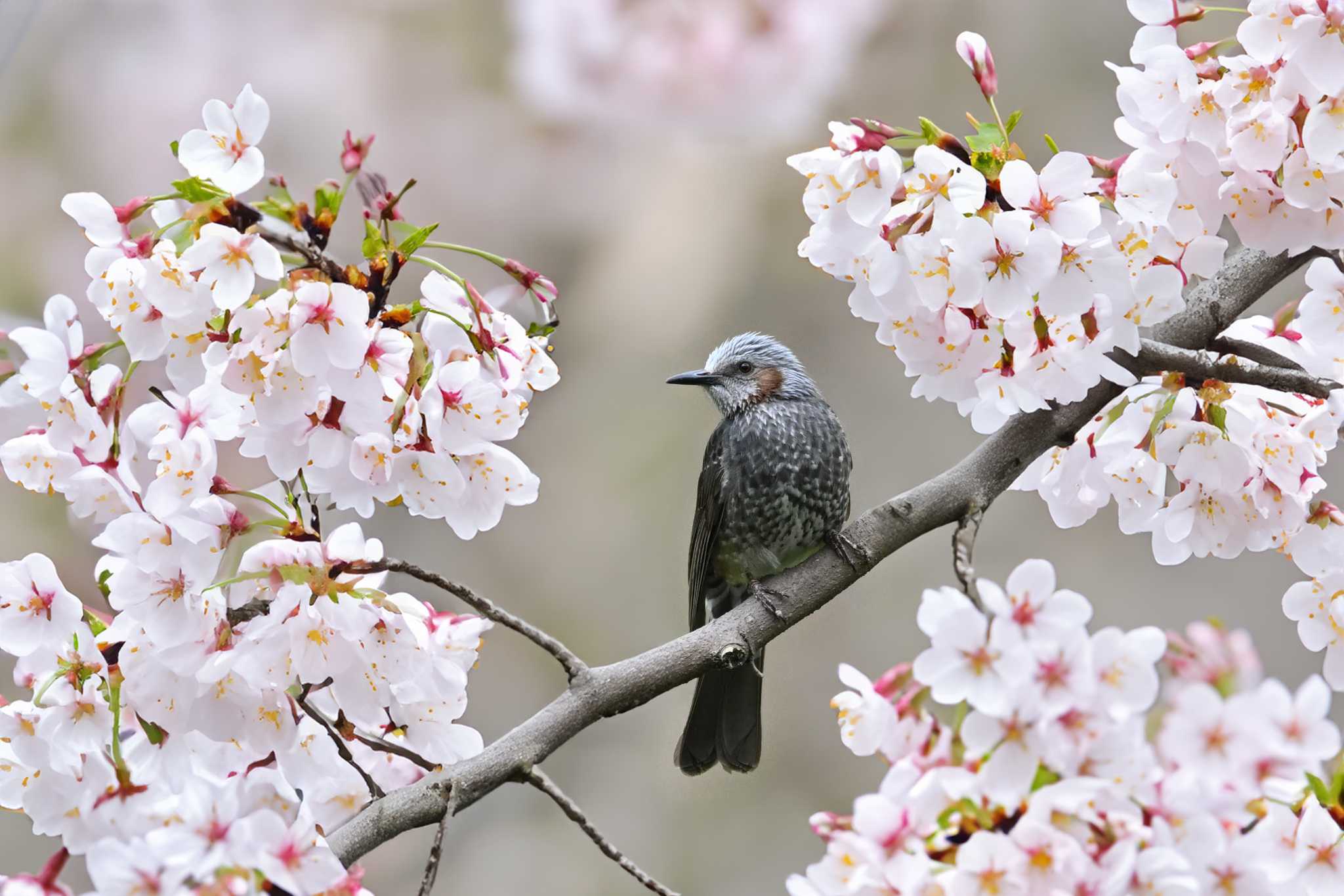 Photo of Brown-eared Bulbul at Akigase Park by Yokai