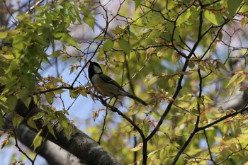 シジュウカラ 香澄公園 2024年4月13日(土)