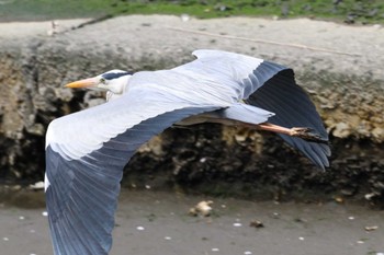 Grey Heron 香澄公園 Sat, 4/13/2024