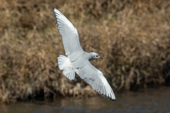 ユリカモメ 鴨川 2018年12月24日(月)