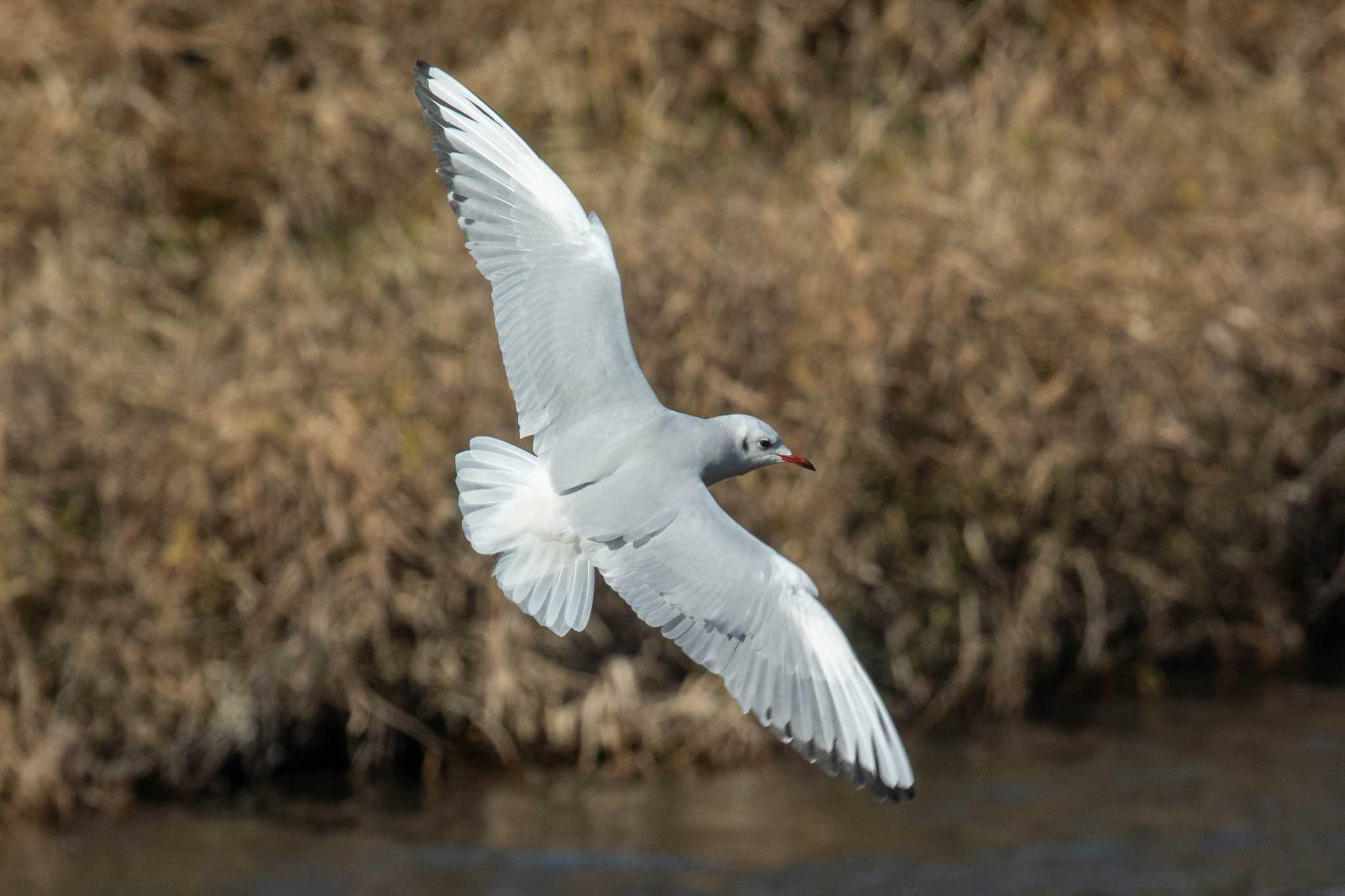 Photo of Black-headed Gull at 鴨川 by veritas_vita