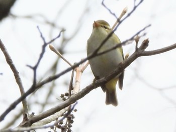 センダイムシクイ 丸火自然公園 2024年4月7日(日)