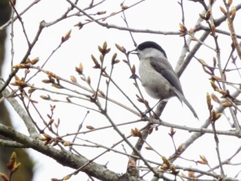 コガラ 丸火自然公園 2024年4月7日(日)