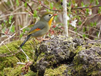 Red-billed Leiothrix 丸火自然公園 Sun, 4/7/2024