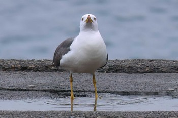 ウミネコ 奥駿河湾(沼津市) 2024年4月12日(金)