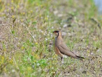 Oriental Pratincole Unknown Spots Sun, 4/7/2024