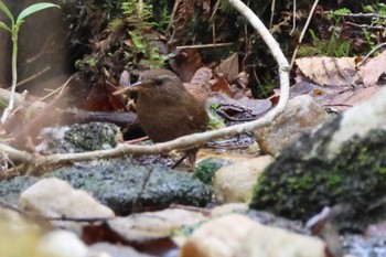 Eurasian Wren 段戸裏谷 Sat, 4/13/2024