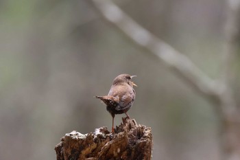 Eurasian Wren 段戸裏谷 Sat, 4/13/2024