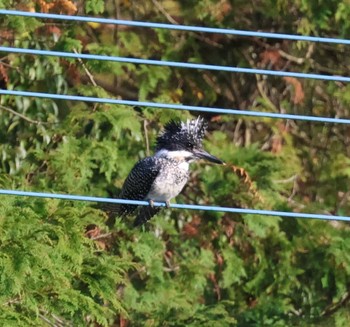 Crested Kingfisher 福岡県内 Sat, 4/13/2024