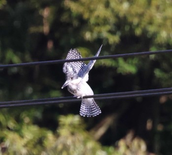 Crested Kingfisher 福岡県内 Sat, 4/13/2024