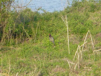 2024年4月13日(土) 江戸川河川敷(里見公園〜柳原水門)の野鳥観察記録