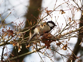 Japanese Tit 京都府立植物園 Mon, 12/24/2018