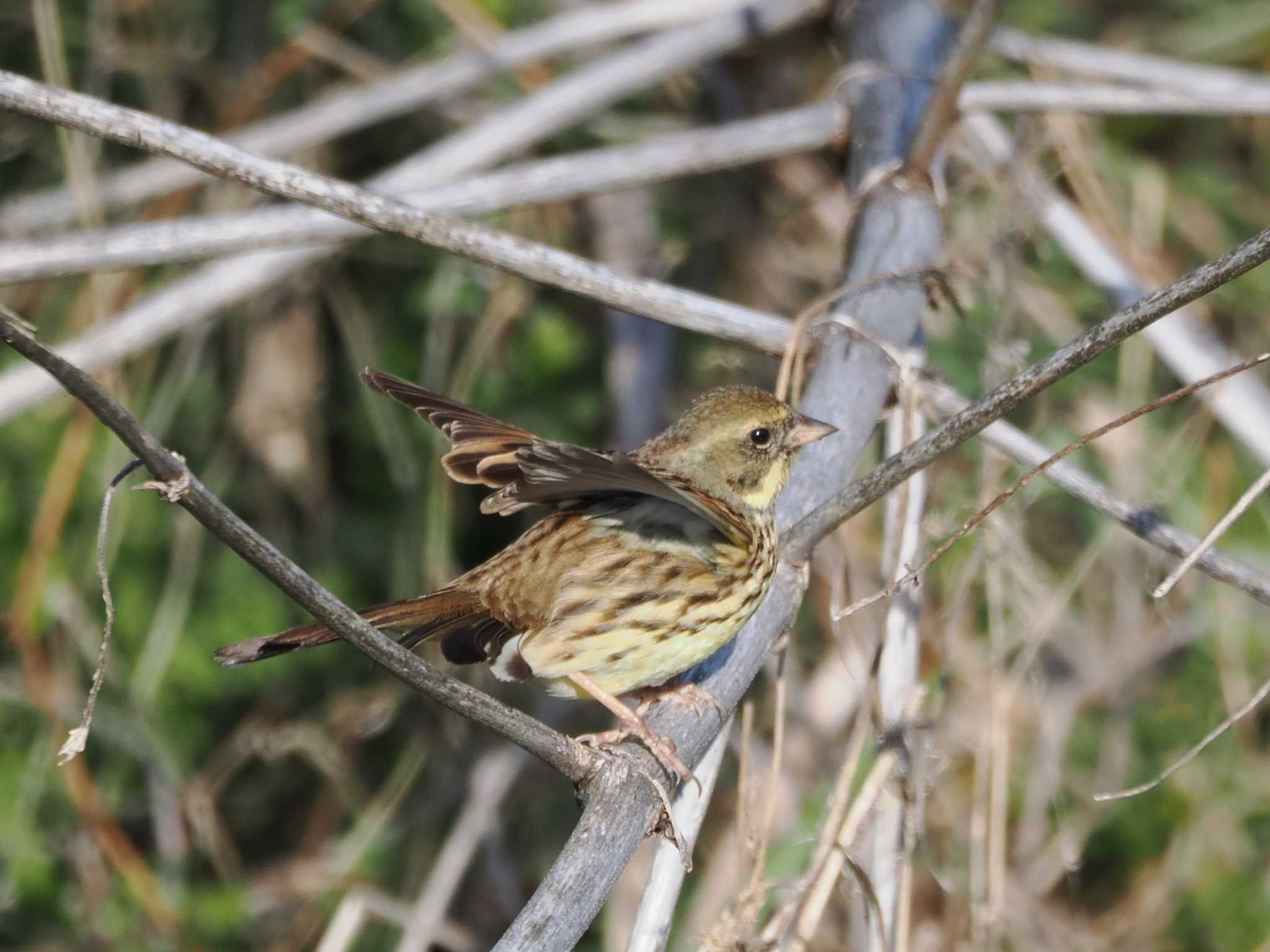 Photo of Masked Bunting at 三叉沼ビオトープ by のぶ