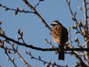 Meadow Bunting 三叉沼ビオトープ Sat, 3/30/2024