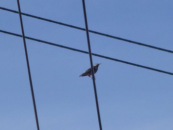 White-cheeked Starling 行徳野鳥保護区 Sat, 4/13/2024