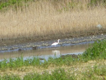 コサギ 行徳野鳥保護区 2024年4月13日(土)