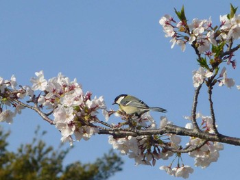 Japanese Tit 行徳野鳥保護区 Sat, 4/13/2024