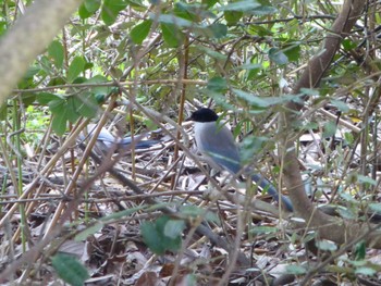 オナガ 行徳野鳥保護区 2024年4月13日(土)