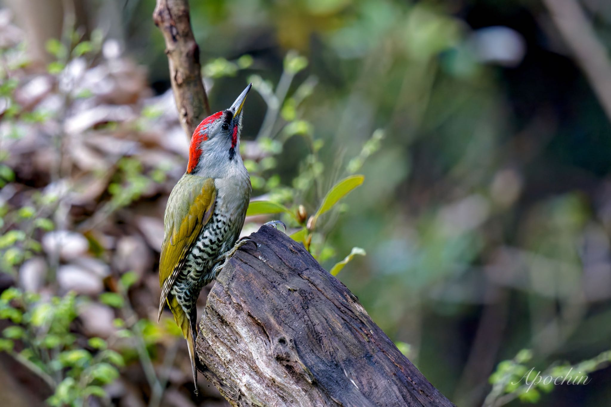 Photo of Japanese Green Woodpecker at 真鶴岬 by アポちん