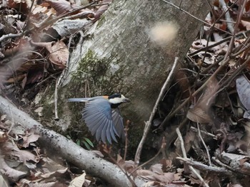 Varied Tit Saitama Prefecture Forest Park Sat, 3/30/2024