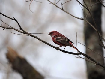 Pallas's Rosefinch Saitama Prefecture Forest Park Sat, 3/30/2024