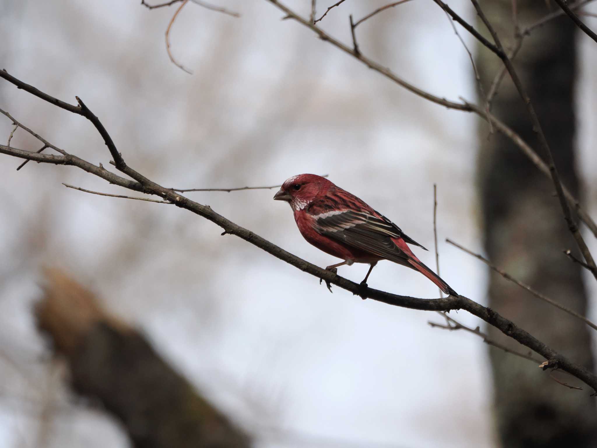 Photo of Pallas's Rosefinch at Saitama Prefecture Forest Park by のぶ