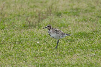 Pacific Golden Plover 酒匂川河口 Fri, 4/12/2024