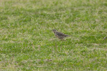 Water Pipit 酒匂川河口 Fri, 4/12/2024